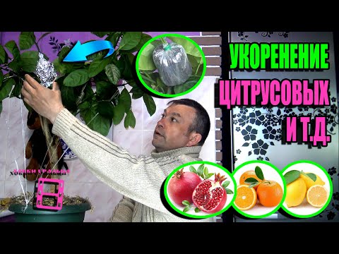 Видео: ВОЗДУШНЫЕ ОТВОДКИ - СУПЕР СПОСОБ УКОРЕНЕНИЯ МАНДАРИНА, ЛИМОНА. ЭКЗОТИКА НА ПОДОКОННИКЕ 22-20