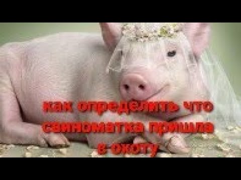 Видео: КАК ОПРЕДЕЛИТЬ ЧТО СВИНОМАТКА ГОТОВА К СПАРИВАНИЮ.