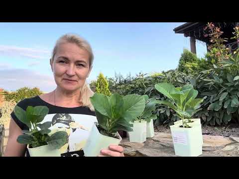 Видео: Молодые саженцы крупнолистных гортензий из полуфабрикатов на  выгонку 🌸