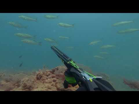 Видео: Подводная охота с арбалетом ARES 75 SALVIMAR