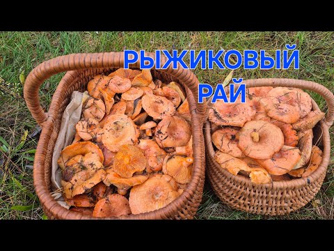 Видео: ГРИБОТЕРАПИЯ ПРОШЛА УСПЕШНО,НАМ ОПЯТЬ ПОВЕЗЛО.
