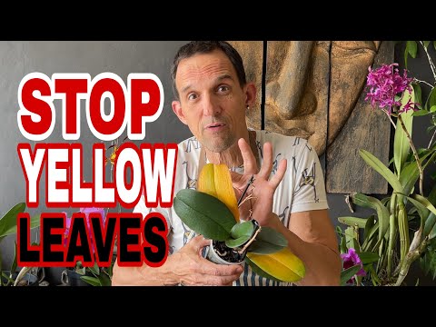 Видео: Почему у орхидеи желтеют листья
