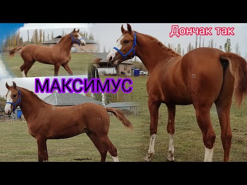 Видео: МАКСИМУС КОНЬИЗОВОТТУН ТАЙ ДОНЧАК 🔥🔥😍
