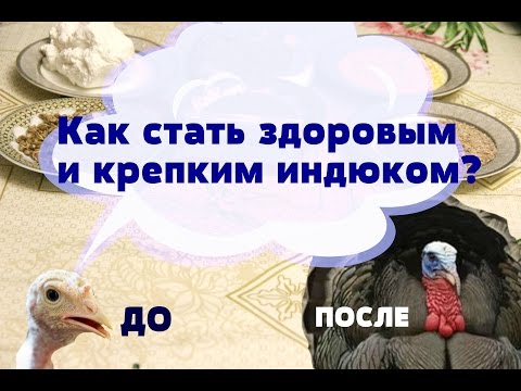 Видео: Как вырастить здоровых и крепких индюшек.