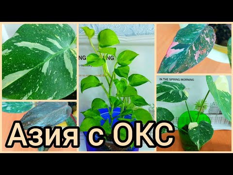Видео: Не все выжили🌿 #Растения с ОТКРЫТОЙ КОРНЕВОЙ СИСТЕМОЙ🌿Азия🌿Эпипремнум🌿Монстера🌿Филодендрон #цветы