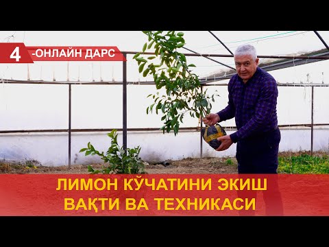 Видео: Лимон кўчатини экиш вақти ва техникаси!