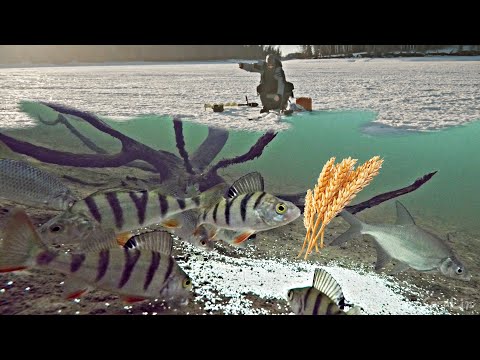 Видео: ОПУСТИЛ ПОД ЛЁД ПОДВОДНУЮ КАМЕРУ И ПРИКОРМИЛ ПШЕНИЦЕЙ!!! Зимняя рыбалка