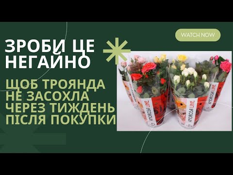 Видео: Все про кімнатні троянди,  як вберегти троянду після покупки.