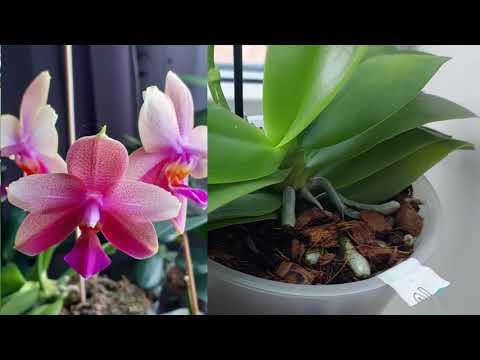 Видео: Орхидеи на подоконниках 💕 