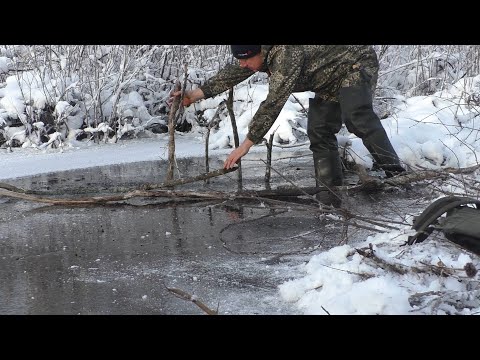 Видео: Капканы на бобра. Первый лед.