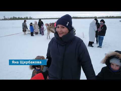 Видео: Специальный репортаж - День оленевода, 21 марта 2024 г.