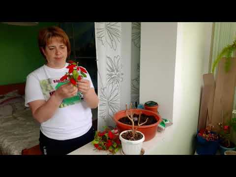 Видео: #Пуансеттия (Рождественская звезда) 30 апреля.Уход в домашних условиях. Как выращивать пуансеттию