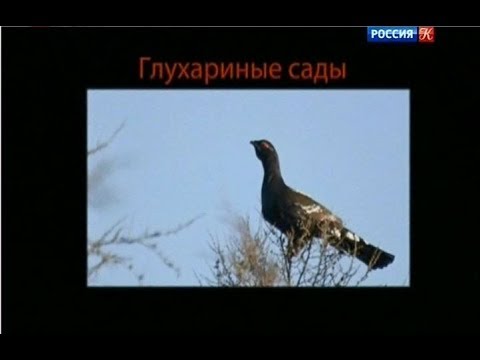 Видео: Глухариные сады. Страна птиц.