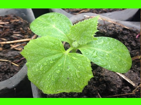 Видео: Выращивание рассады огурцов