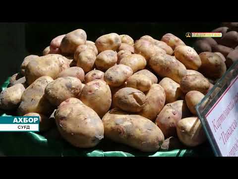 Видео: ДЕВАШТИЧ: "ТЕХНОЛОГИЯИ ПАРВАРИШИ КАРТОШКА ДАР МИНТАҚАҲОИ КӮҲИЮ ДОМАНАКӮҲИИ ТОҶИКИСТОН"