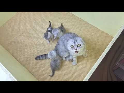Видео: Мама кошка напала и избила папу кота и не пускает больше к его котятам 😭