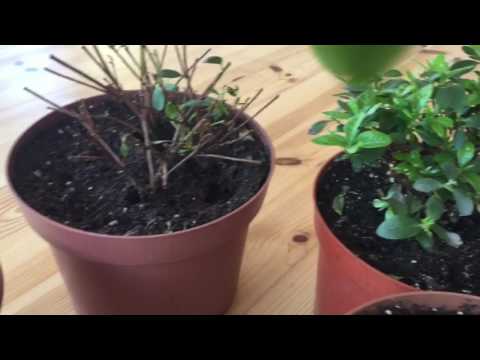 Видео: Мои азалии месяц спустя после полной замены грунта.