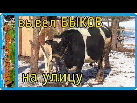 Видео: вывел быков для огула коровы, загуляла рыжая, корова в охоте