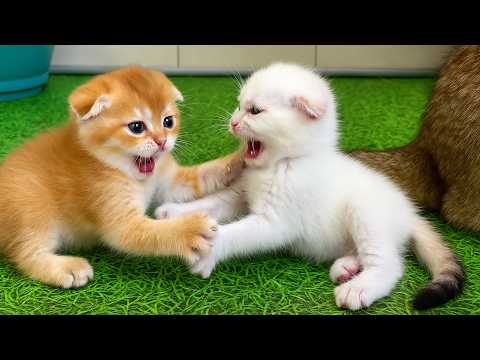 Видео: Котята подрались из-за хвоста мамы кошки. Субтитры!
