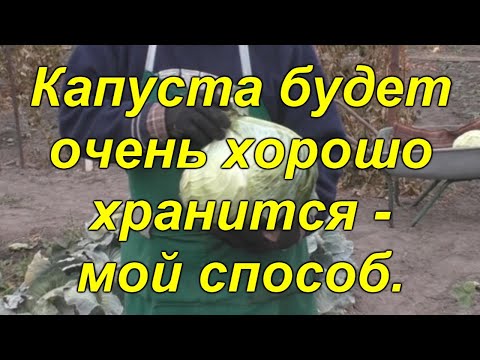 Видео: Подготовка к хранению и правильное хранение поздней капусты.