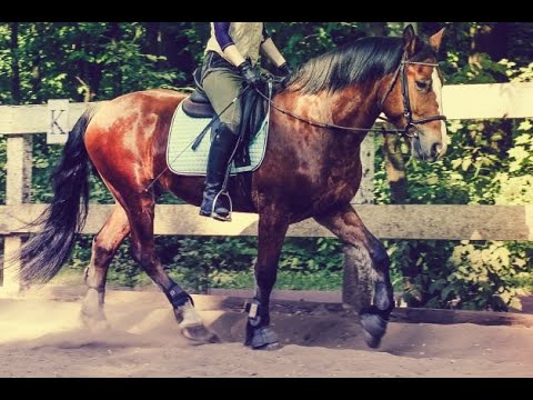 Видео: Пять ошибок при посыле лошади