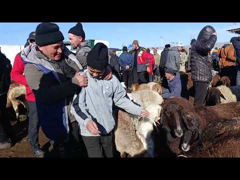 Видео: 17 ноябры 2024 жыл токмок мал базары койлордун баасы