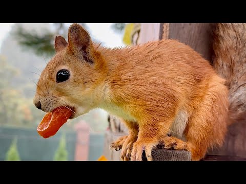 Видео: Siberian Squirrels in My Garden. Сибирские белки в моем саду.