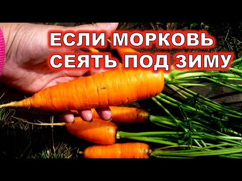 Видео: МОРКОВЬ ПОД ЗИМУ. САЖАЮ ТАК И ТОЛЬКО В ЭТОТ СРОК! КРУПНАЯ И СЛАДКАЯ МОРКОВЬ УРОЖАЙ В ИЮЛЕ