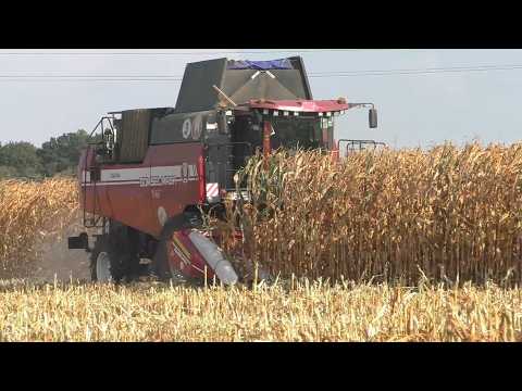 Видео: GOMSELMASH GS2124: Уборка кукурузы на зерно в Беларуси - Эффективность и производительность!