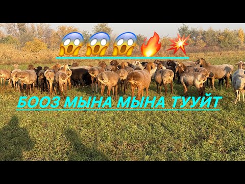 Видео: Бооз гигант койлор ургачы козулар баары сатылат 😱😱😱😱💥🔥