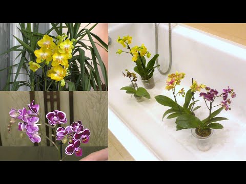 Видео: Новые орхидеи с ВРЕДИТЕЛЯМИ!!! Красивые КОЗЯВКИ! РАДОСТЬ БЫЛА НЕ ДОЛГОЙ!