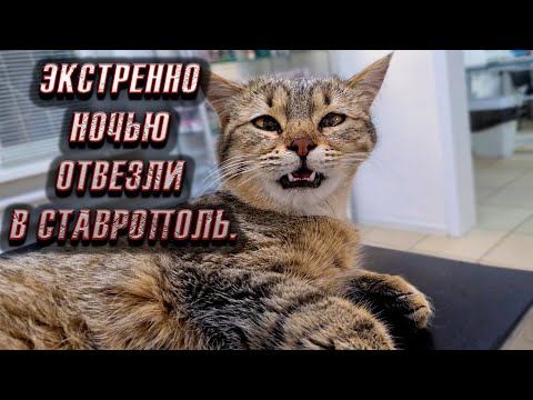 Видео: Печалька стал Задыхаться, срочно поехали в Ставрополь🥺