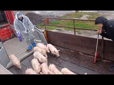 Видео: Продали зерно - купили поросят!!! Глобино, поросята, свиноферма.