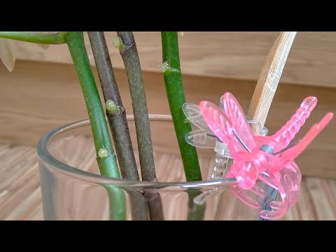 Видео: РАЗМНОЖЕНИЕ орхидеи ЧЕРЕНКАМИ В ВОДЕ ЧАСТЬ #1