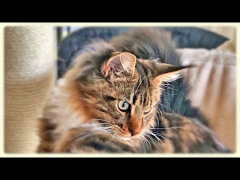 Видео: Котята мейн-куны и новая кормушка для птиц