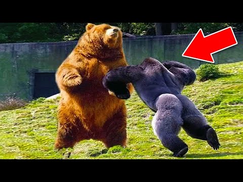 Видео: Самые Агрессивные Животные В Мире