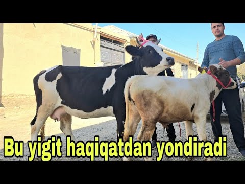 Видео: SHAXZODBEK ukamizdan BO'G'OZ ONA BOLA VA YOSH G'UNOJINLAR ZO'RLARI 9 октября 2025 г.