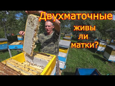 Видео: ДВУХМАТОЧНЫЕ!!! ОТБОР МЁДА! ЖИВЫ ли МАТКИ?