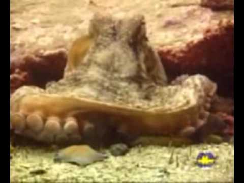 Видео: Девятый район (9-й Район) - Русалочка