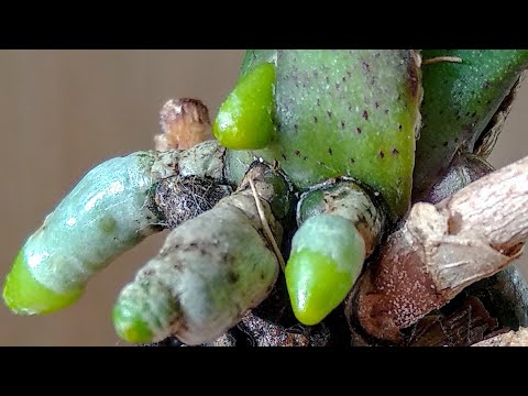 Видео: ДЕРЖИ орхидеи ТАК! корни БЕЗ ГОРШКА, листья ШИК! это ПОМОЖЕТ орхидеи БЕЗ КОРНЕЙ! орхидеи ЗАЖИВУТ!