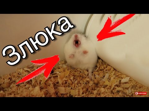 Видео: ХОМЯЧОК СЛОМАЛСЯ 😅