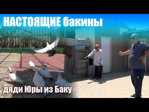 Видео: Настоящие бакинцы у бакинского дяди Юры