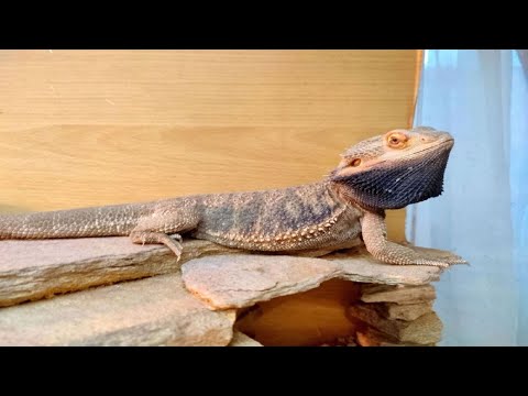 Видео: Наш опыт содержания и разведения БОРОДАТЫХ АГАМ