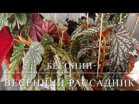 Видео: [ОБЗОР] Размножение Бегоний 🌿Весенний Рассадник Кейн Бегоний 🌿Бегонии ‘Крыло Ангела’ 🌿