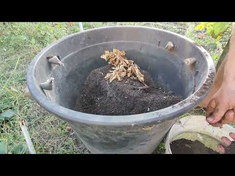 Видео: Аморфофаллус коньяк. Отправка на зимовку большого растения. #аморфофаллус