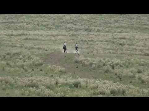 Видео: Жорго салыш, Тон районунун 80 жыл мааракеси Чон жорго,