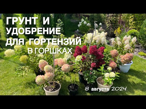 Видео: ГОРТЕНЗИИ В ЦВЕТУ. КАКОЙ Я ИСПОЛЬЗУЮ ГРУНТ ДЛЯ ГОРТЕНЗИЙ?