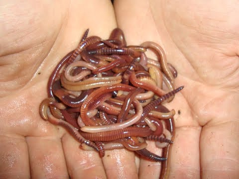 Видео: Червоні каліфорнійські хробаки - досвід вирощування