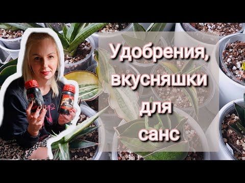 Видео: Удобрения, витамины, стимуляторы для сансевиерий. #sansevieria #fertilizers #plants #snakeplant