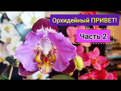 Видео: Часть 2. Красоты много не бывает! Цветущие азиатские и голландские орхидеи. Любимые бабочки, мечта!